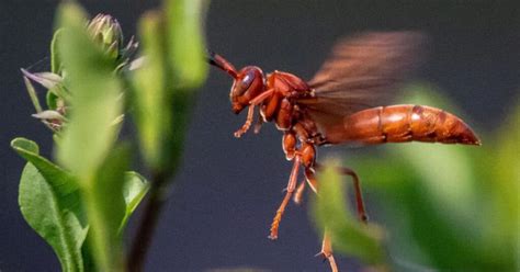 redwaps|Red Wasps